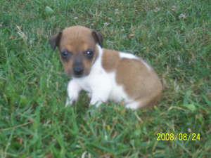 Puppies in IN