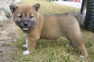 Puppies in IN
