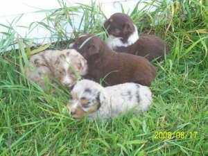 Puppies in IN