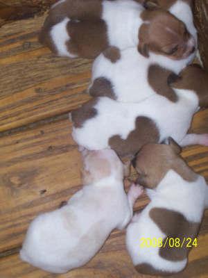 Puppies in IN
