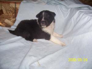 Shetland Sheepdog Puppies for Sale