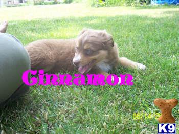 Australian Shepherd Puppies for Sale