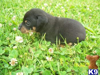 Rat Terrier Puppies for Sale