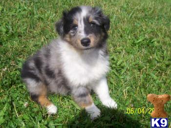 Shetland Sheepdog Puppies for Sale