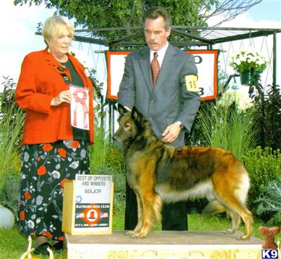 Belgian Tervuren Puppies for Sale
