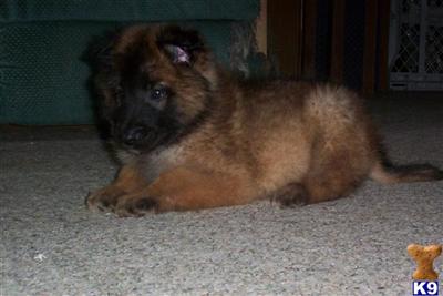 Belgian Tervuren Puppies for Sale