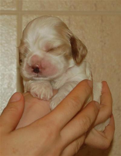 American Cocker Spaniel Puppies for Sale