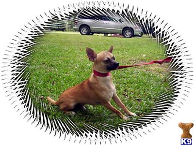 Dogs - Chihuahua