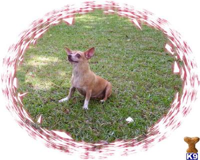 Dogs - Chihuahua