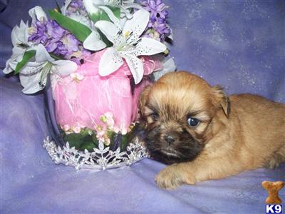 Shih Tzu Puppies for Sale
