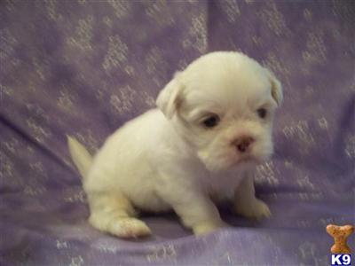 Shih Tzu Puppies for Sale