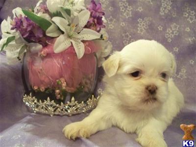 Shih Tzu Puppies for Sale