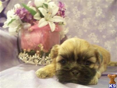 Shih Tzu Puppies for Sale