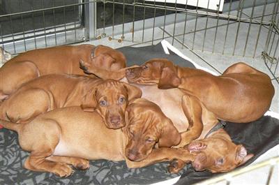 Vizsla Puppies for Sale