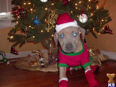 Puppies for Sale