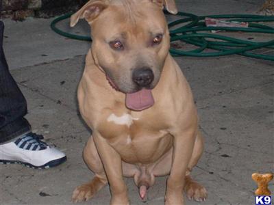 Stud Dogs in NY