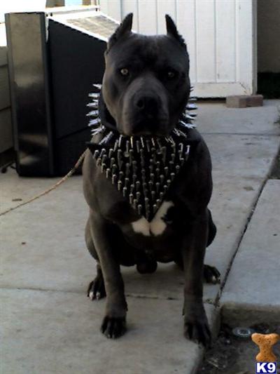 Stud Dogs in NY