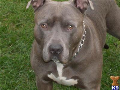 Stud Dogs in NY
