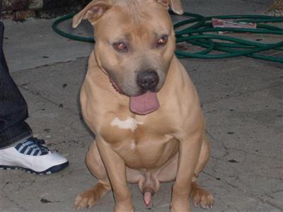 Puppies for Sale