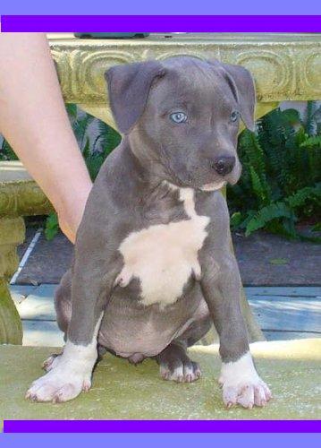 American Staffordshire Terrier Puppies for Sale