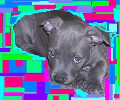 Puppies in NY