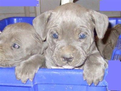 Puppies in NY