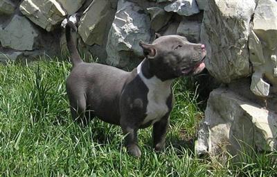 American Staffordshire Terrier Puppies for Sale