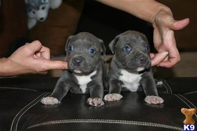 Puppies in NY
