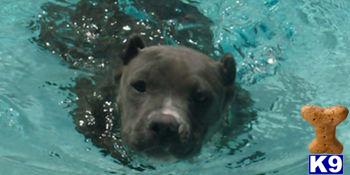 American Staffordshire Terrier Puppies for Sale