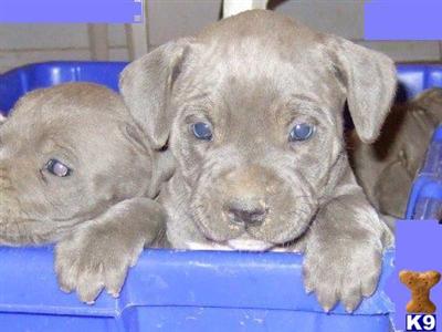 American Staffordshire Terrier Puppies for Sale