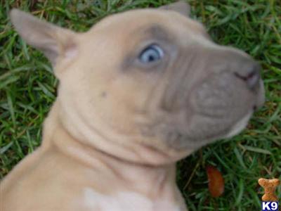 American Staffordshire Terrier Puppies for Sale