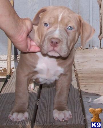 American Staffordshire Terrier Puppies for Sale