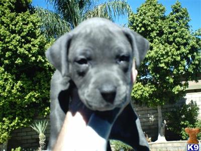 American Staffordshire Terrier Puppies for Sale