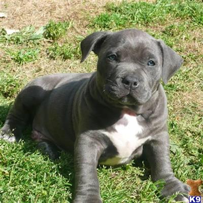 American Staffordshire Terrier Puppies for Sale