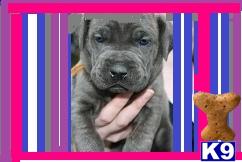 Puppies in NY