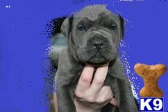 American Staffordshire Terrier Puppies for Sale