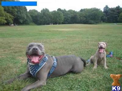 Stud Dog