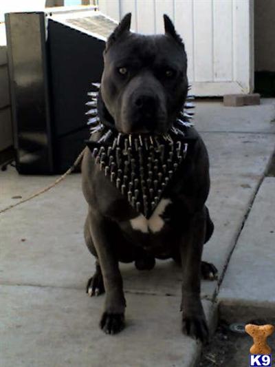 Stud Dogs in NY