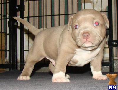 Puppies for Sale