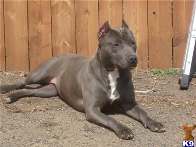 American Staffordshire Terrier Puppies for Sale