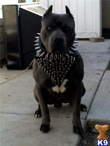 Stud Dogs in NY