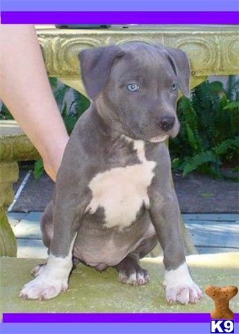 Dogs for Sale in NY