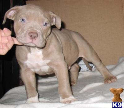 American Staffordshire Terrier Puppies for Sale