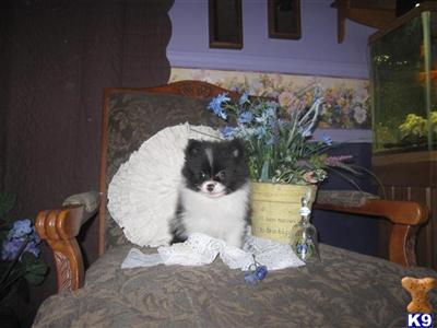 Pomeranian Puppies for Sale