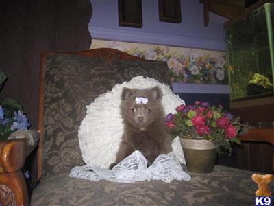 Pomeranian Puppies for Sale
