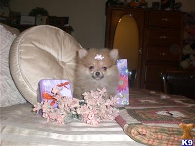 Pomeranian Puppies for Sale