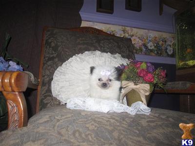 Pomeranian Puppies for Sale