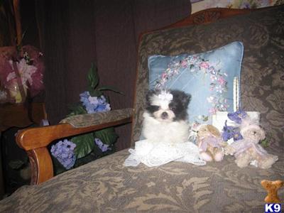 Pomeranian Puppies for Sale