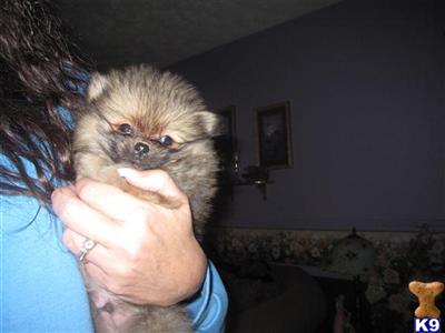 Pomeranian Puppies for Sale
