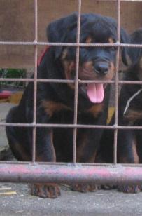 Rottweiler Puppies for Sale